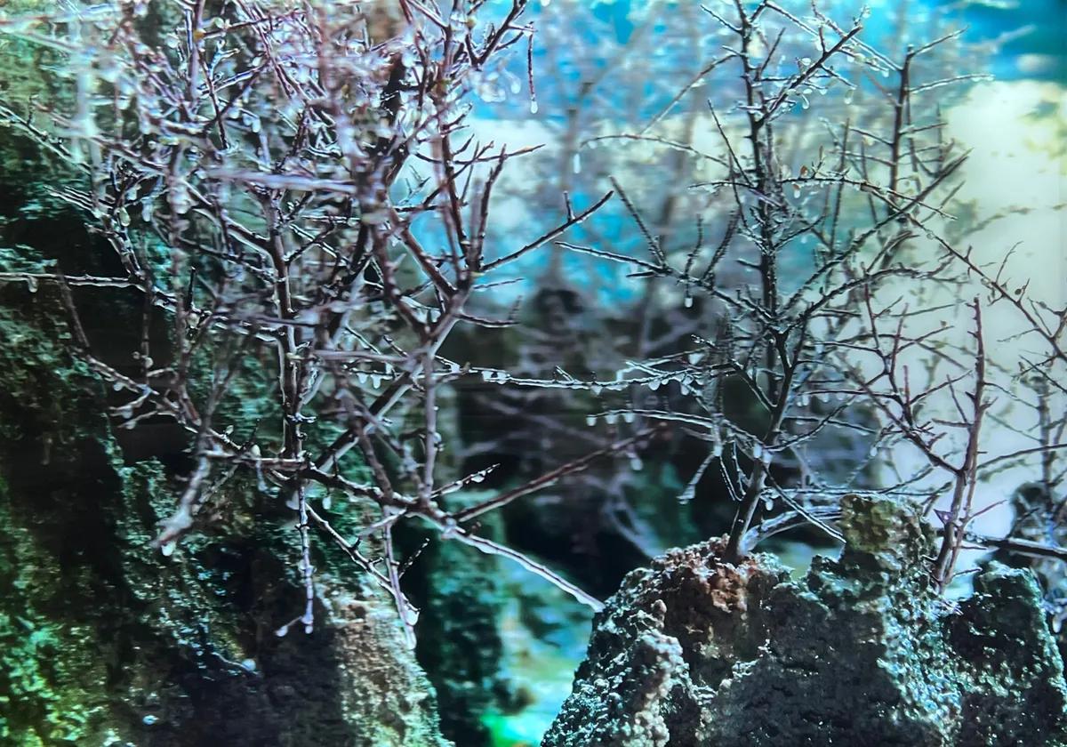 朝露与湖光山色